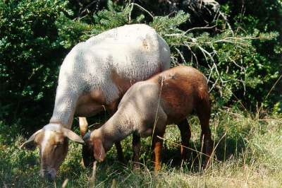Hollande et Sarkozy sont copains comme cochons en fait... comme agneaux en tout cas!