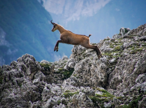 Photo de Chamois