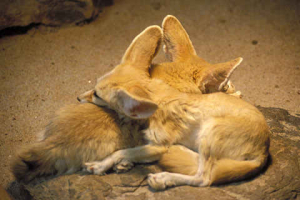 Photo de Fennek