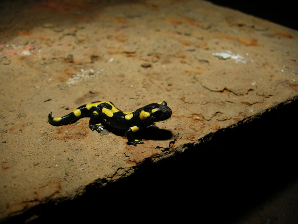 Le poids d'une salamandre face aux camions-benne chargés de maïs (transgénique ? rien ne présume le contraire)...