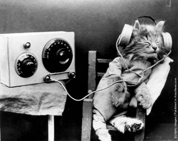 Meow !