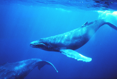 Une baleine. Mais que peut-elle bien venir faire ici ?