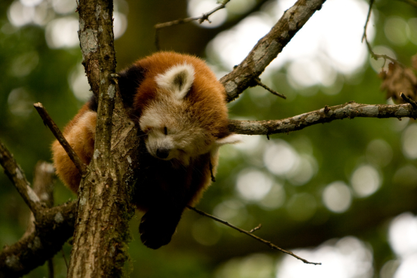 On met des oursons tout mignons si on veut, d'abord ! (il s'agit en l'occurrence d'un panda roux, ou "Fire Fox" – histoire de bien étaler notre science)