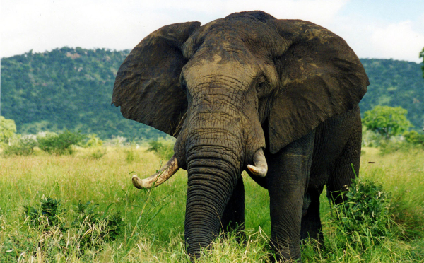 Sûr de sa force, le pachyderme dans toute sa splendeur ne doute pas que sa bûche plaira aux invité(e)s