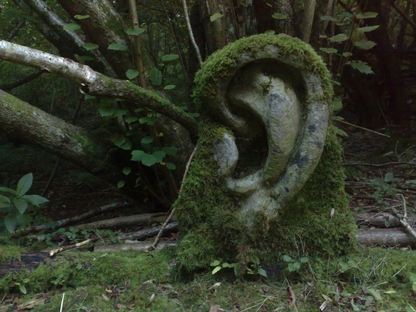 Ondes Sensibles