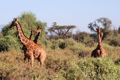 Quelques girafes un peu perdues au milieu de la savane castraise... elles sauront nous faire découvrir de nouveaux horizons le 11 mars !